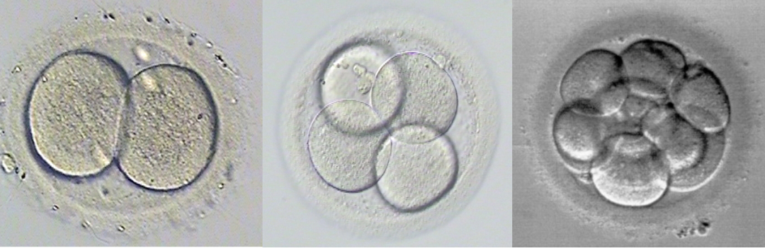 试管婴儿胚胎的发育过程，胚胎的评估与试管婴儿成功率的关系