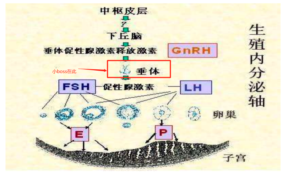 如何判定卵巢好不好，性激素六项可以判定卵巢功能吗？该如何保护卵巢?