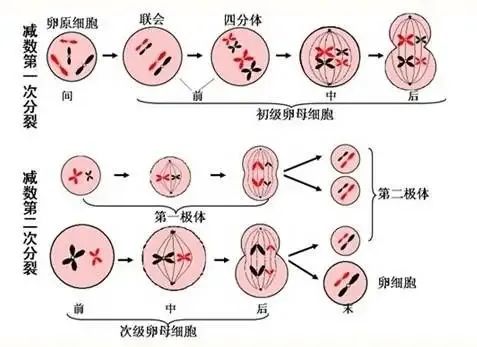 做试管婴儿前是否有必要检查自身免疫抗体?自身免疫抗体对妊娠结局的影响及分析