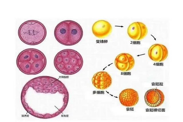 做试管婴儿为什么医生会建议养囊，试管婴儿囊胚移植成功率有多高？