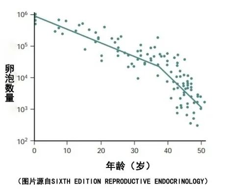 浅谈线粒体与卵子老化之间的关系！线粒体在卵巢衰老中扮演的角色