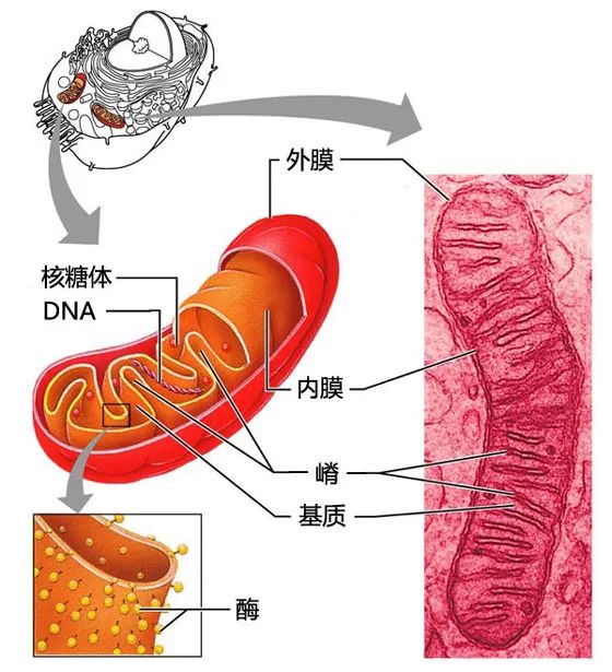 浅谈线粒体与卵子老化之间的关系！线粒体在卵巢衰老中扮演的角色