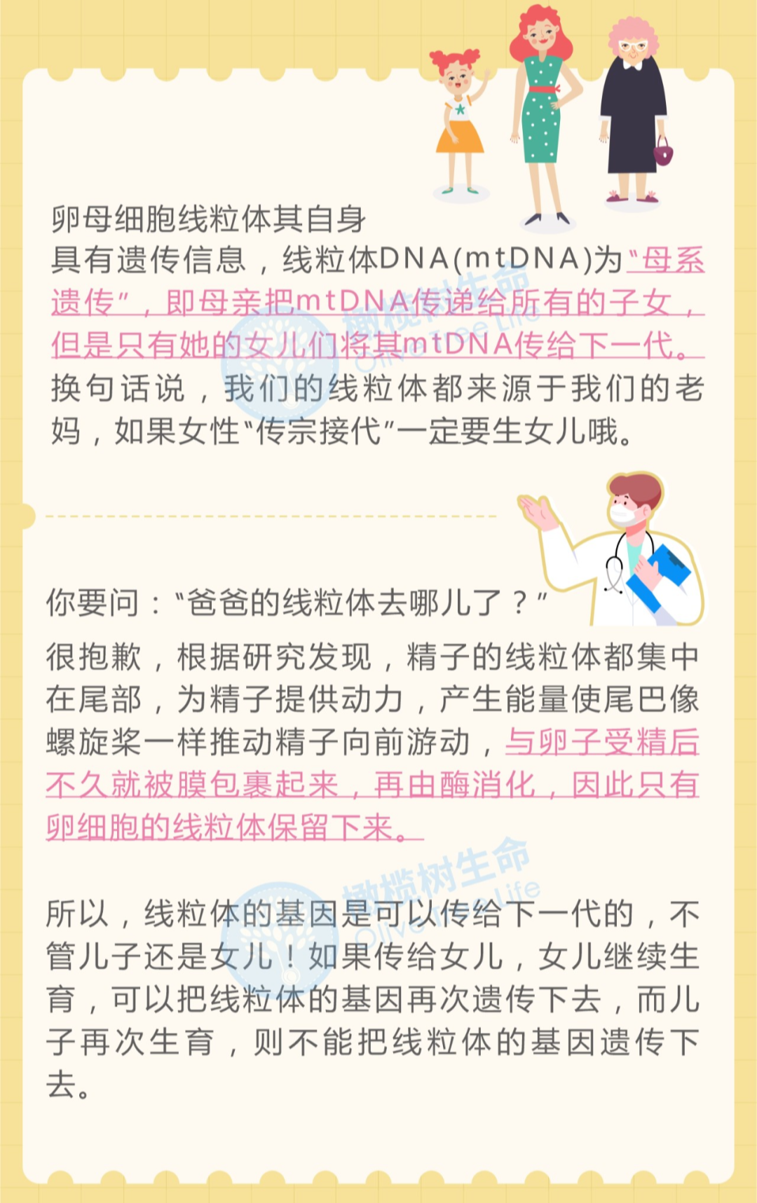 浅谈线粒体与卵子老化之间的关系！线粒体在卵巢衰老中扮演的角色