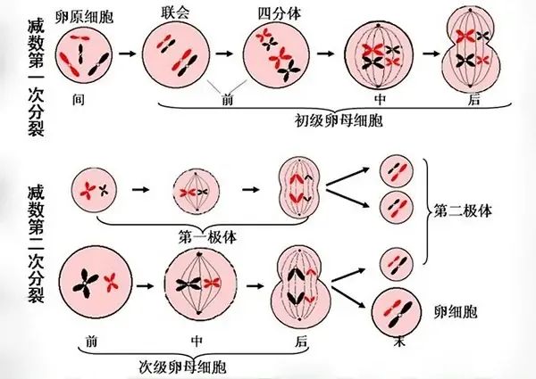 浅谈线粒体与卵子老化之间的关系！线粒体在卵巢衰老中扮演的角色