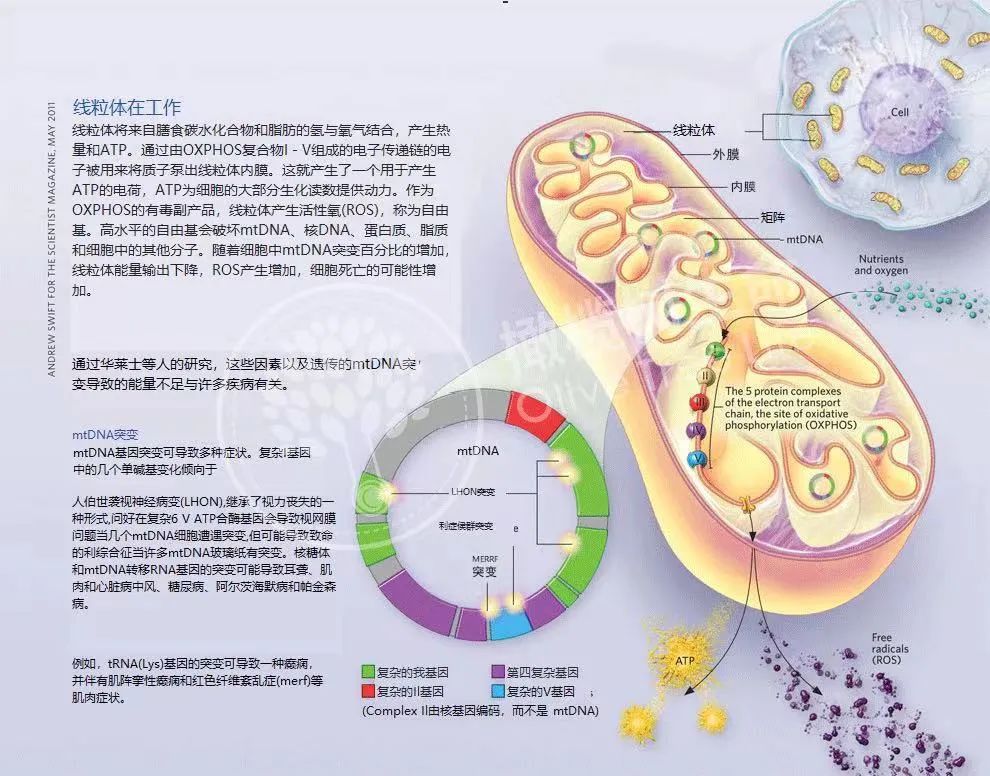 浅谈线粒体与卵子老化之间的关系！线粒体在卵巢衰老中扮演的角色