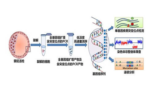 试管婴儿PGD、PGS检测遗传疾病，与PGT-A/M/SR有何区别？