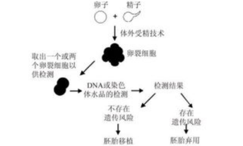 试管婴儿PGD、PGS检测遗传疾病，与PGT-A/M/SR有何区别？