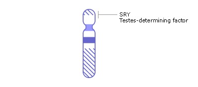 染色体Y