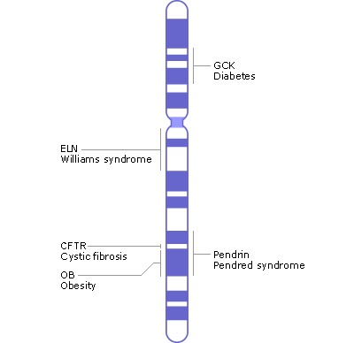 染色体7