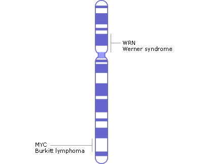 染色体8