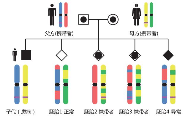 什么是胚胎植入前遗传学诊断？SNP全基因组胚胎植入前遗传学诊断