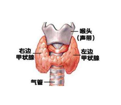 甲状腺