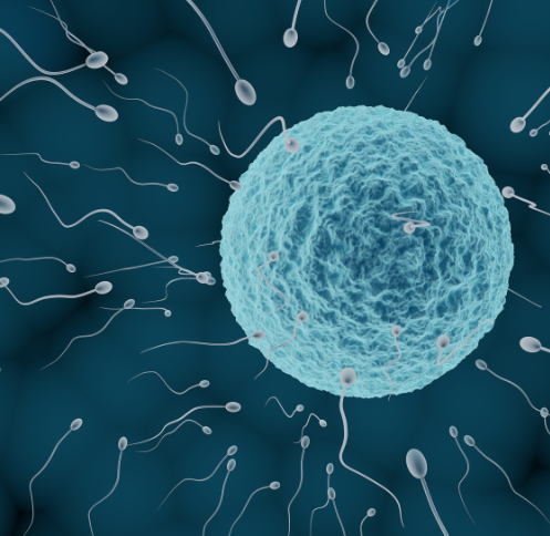 新冠病毒对男性生殖功能有影响吗？新冠病毒对男性生殖功能有哪些影响