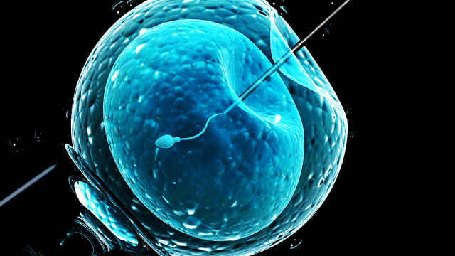 橄榄树生命——卵胞浆内单精子注射（ICSI）