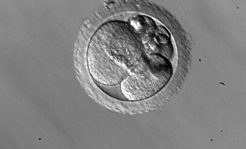 马赛克胚胎.jpg