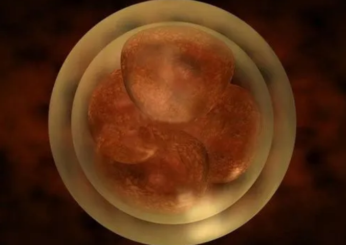 试管不着床的原因你知道吗？哪些因素影响试管婴儿胚胎着床呢？试管移植第一天胚胎在干嘛？