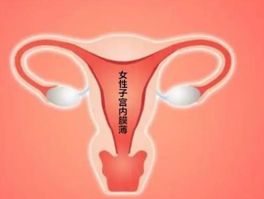 子宫内膜为什么会变薄？改善子宫内膜薄的措施是什么?子宫内膜薄对试管婴儿有什么影响？