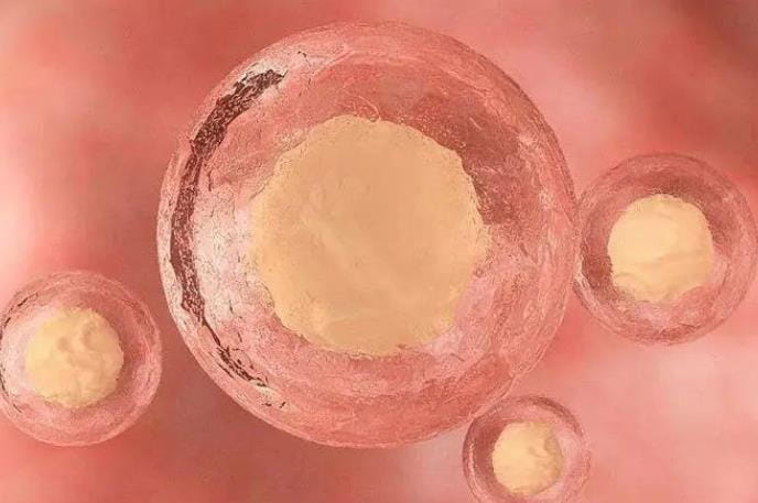 试管婴儿为什么建议移植单囊胚？为什么选择单个囊胚而不是单个卵裂期胚胎呢？单囊胚移植的方法是什么？