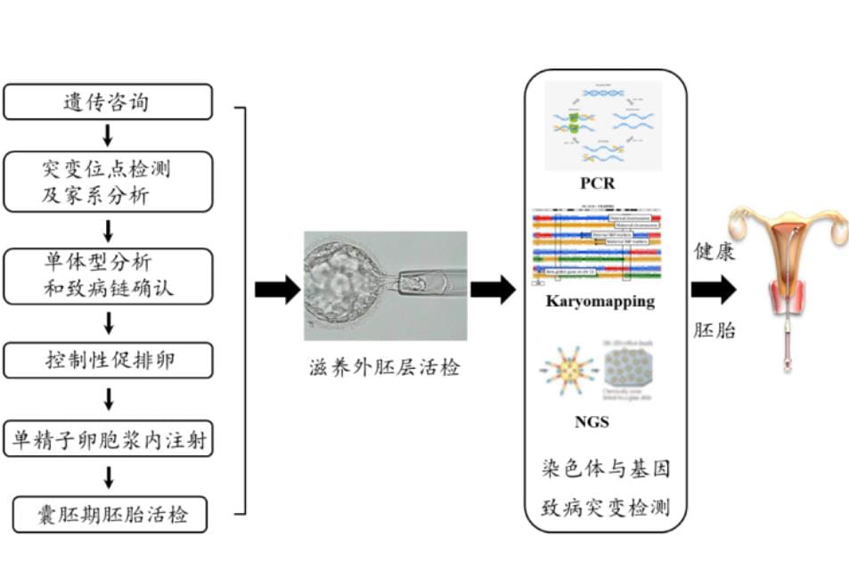 家系验证和单体型构建是单基因遗传病，第三代试管婴儿助孕的基础！
