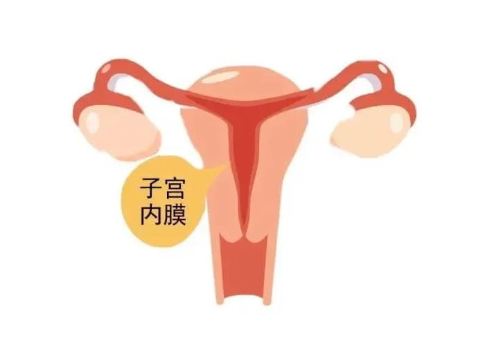 子宫内膜偏薄的主要症状有哪些？子宫内膜偏薄对试管婴儿有什么影响？哪些因素可能导致子宫内膜变薄？