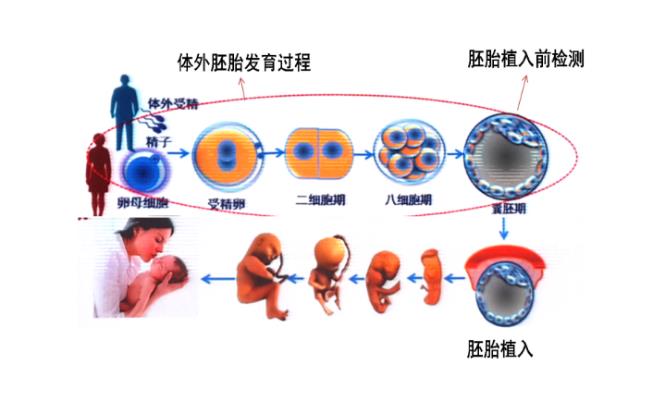 为什么做试管也会出现生化妊娠？为什么试管婴儿也会生化妊娠？如何避免生化妊娠？