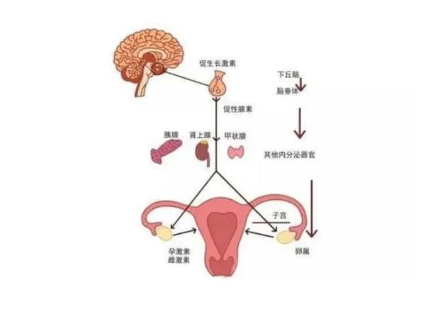 预防反复试管流产，可千万别忽略这项检查！甲状腺异常对试管婴儿的影响！