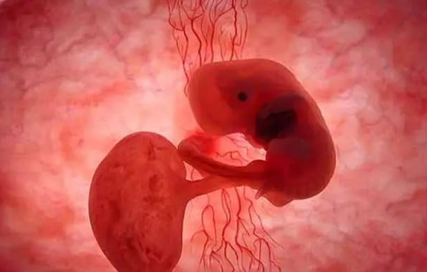 未见红、无腹痛、有胎芽无胎心是否正常？试管婴儿移植后导致有胎芽无胎心的原因？