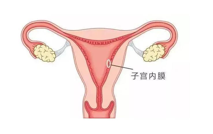 子宫内膜薄对怀孕有影响吗？子宫内膜薄的危害有哪些？子宫内膜的厚薄影响到哪些？