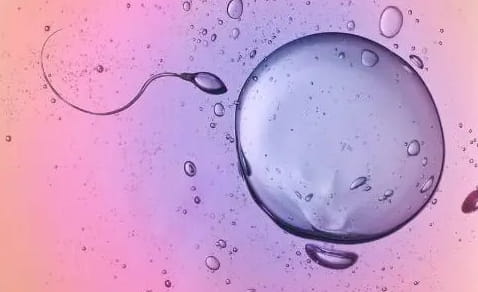 试管婴儿取多少卵子才能怀孕？取卵的理想数量是多少呢？有些人为何取卵后腹部出现疼痛？