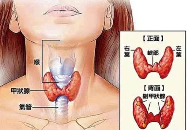 甲状腺是什么？甲状腺功能和生育有什么关系呢？甲减退在做试管婴儿前需要评估？