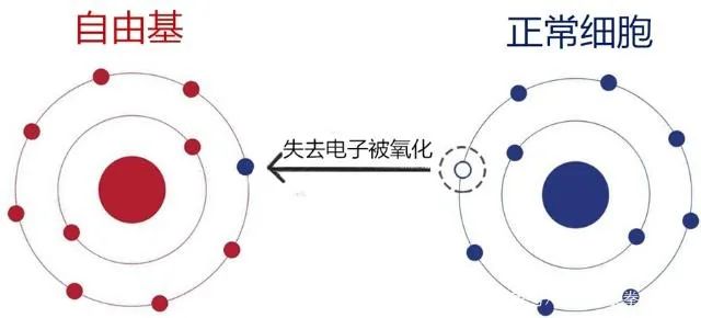 试管婴儿如何养出优质卵子？如何改善卵子质量？40岁高龄试管助孕该如何养出好卵子？