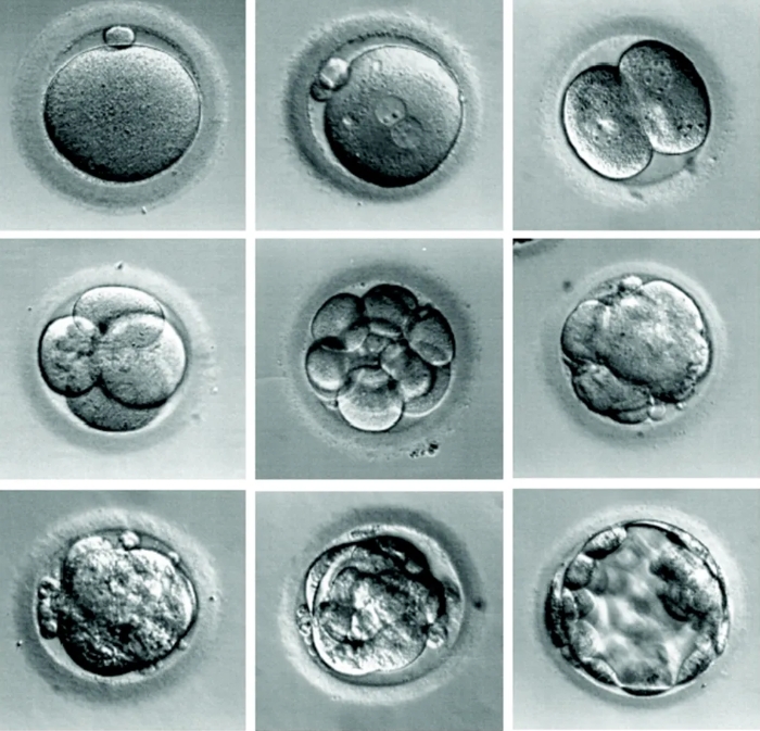 什么是马赛克胚胎？试管婴儿马赛克胚胎可以移植吗？马赛克胚胎应该如何处理呢?