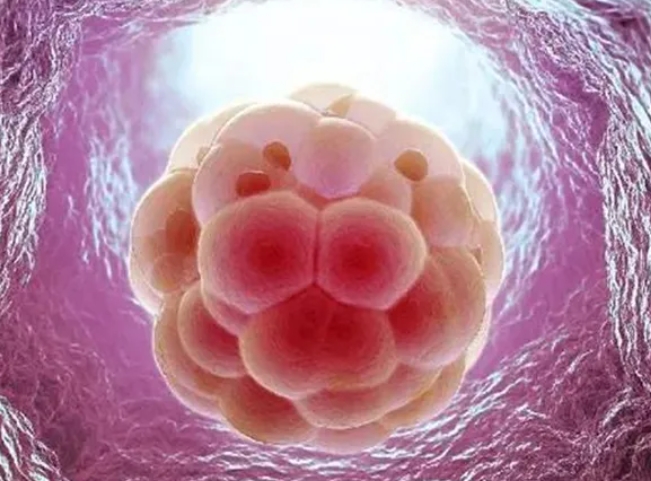 什么是囊胚培养？试管婴儿胚胎培养成囊胚就一定能移植成功吗?