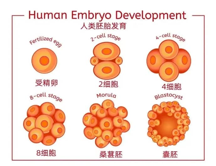 什么是囊胚培养？试管婴儿胚胎培养成囊胚就一定能移植成功吗?