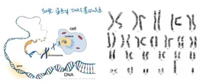哪些人群需要检查染色体？三代试管婴儿筛查技术可助力染色体异常人群生育健康宝宝