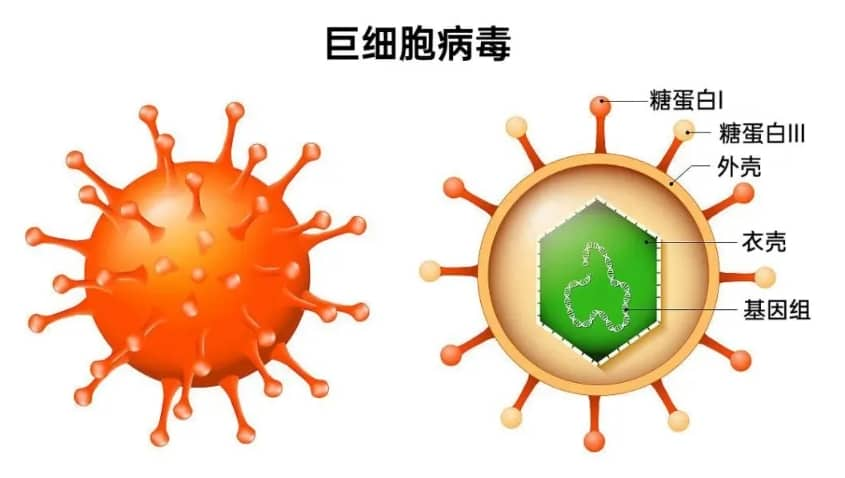 试管婴儿如何判断胎儿停止发育？试管婴儿导致胎停的原因有哪些？