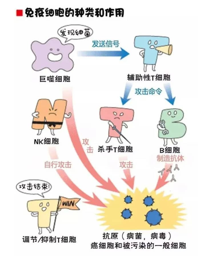 引起难孕问题高发的原因有哪些？免疫是如何影响生育？免疫引起的生育问题问题如何治？