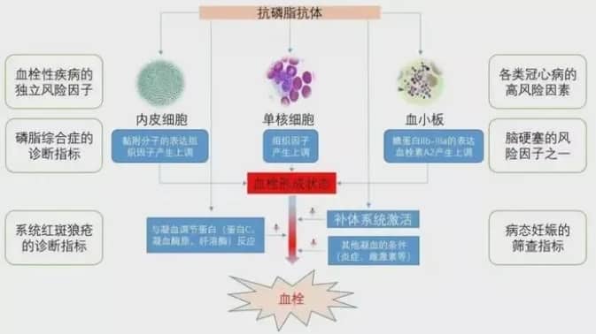 引起难孕问题高发的原因有哪些？免疫是如何影响生育？免疫引起的生育问题问题如何治？
