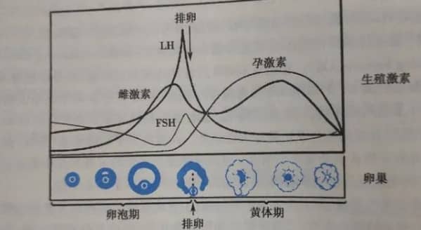 夜针在试管婴儿过程中的主要作用是什么？试管婴儿中打夜针是什么针？