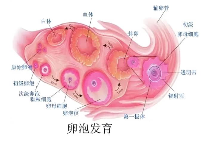 什么是空卵泡综合征？空卵泡综合征发生的原因是什么？做试管婴儿遭遇空卵泡综合征怎么办？