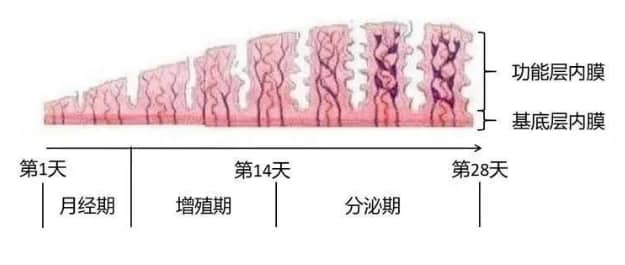 试管婴儿过程中卵泡内膜多少算正常？试管婴儿胚胎移植需要什么样的内膜条件？