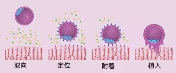 子宫内膜异位症如何影响试管婴儿的成功率？试管婴儿治疗中子宫内膜异位症患者面临哪些挑战？