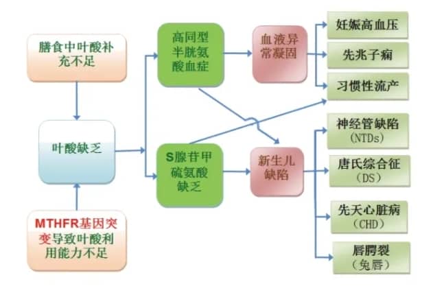 试管婴儿助孕前如何补充叶酸？补充叶酸对于试管婴儿的重要性