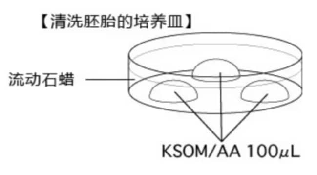 试管婴儿胚胎是如何冷冻的？试管婴儿为什么需要冷冻胚胎？胚胎玻璃化冷冻后的复苏流程