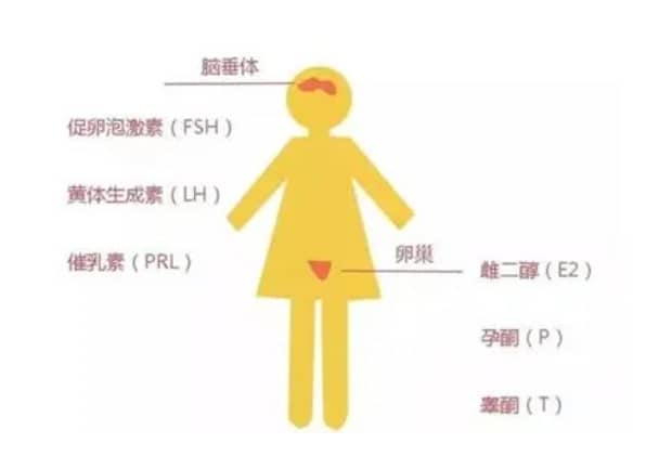 试管备孕时发现卵巢囊肿会影响怀孕吗？卵巢囊肿真的会影响试管婴儿的成功率吗？