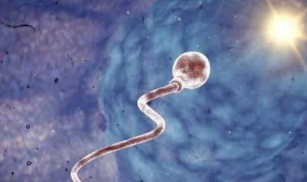为什么现代社会中精子质量普遍下降？微塑料对人类生殖健康的长期影响研究进展如何？