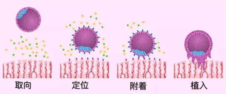 怎么知道自己是否肥胖？肥胖对生育有何影响？肥胖会影响试管婴儿的成功率吗？