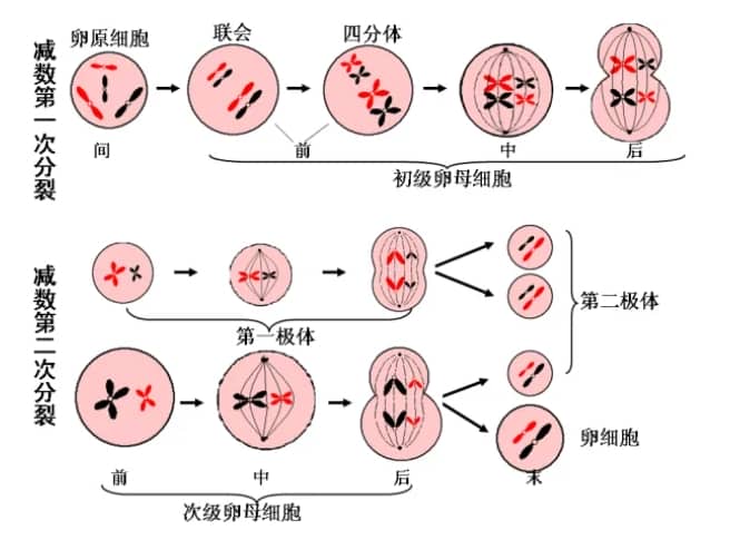 怎么知道自己是否肥胖？肥胖对生育有何影响？肥胖会影响试管婴儿的成功率吗？