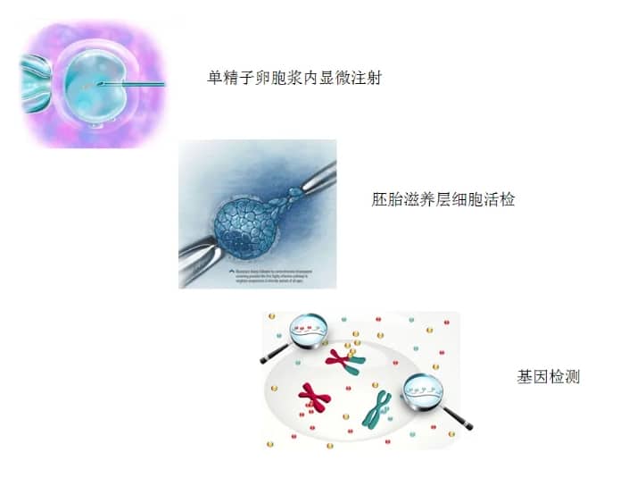 精子畸形率对试管婴儿成功率有何影响？如何降低精子畸形率以提高试管婴儿成功率？