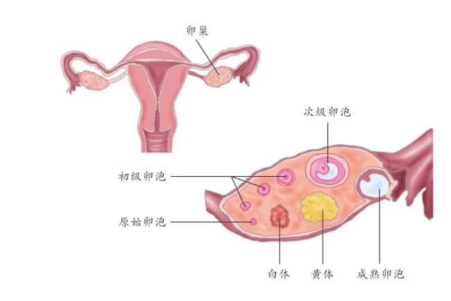 试管婴儿知识科普：月经周期长短与卵巢衰老的关系是什么？解读女性生殖健康与卵子质量的关系